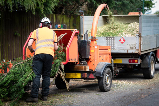 The Steps Involved in Our Tree Care Process in Clear Lake, SD